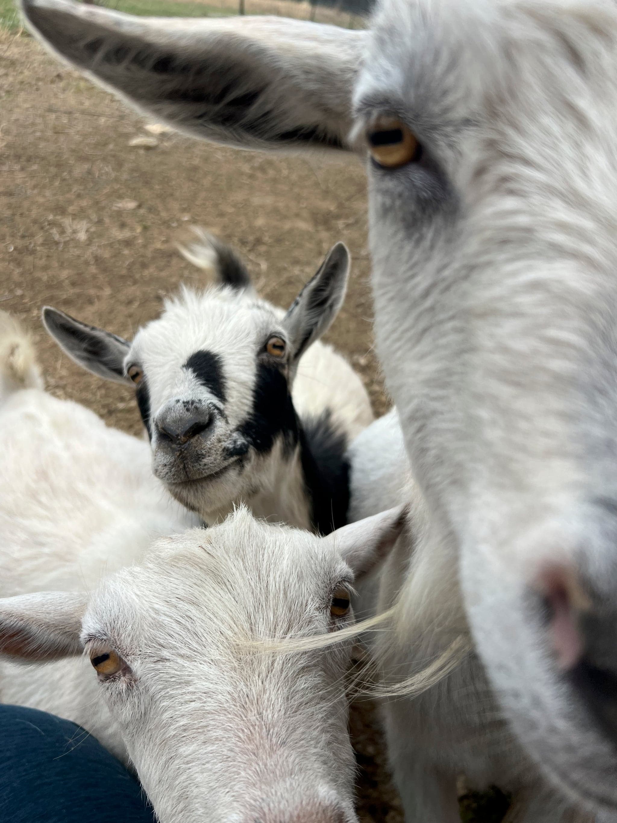 Nigerian Dwarf Goats